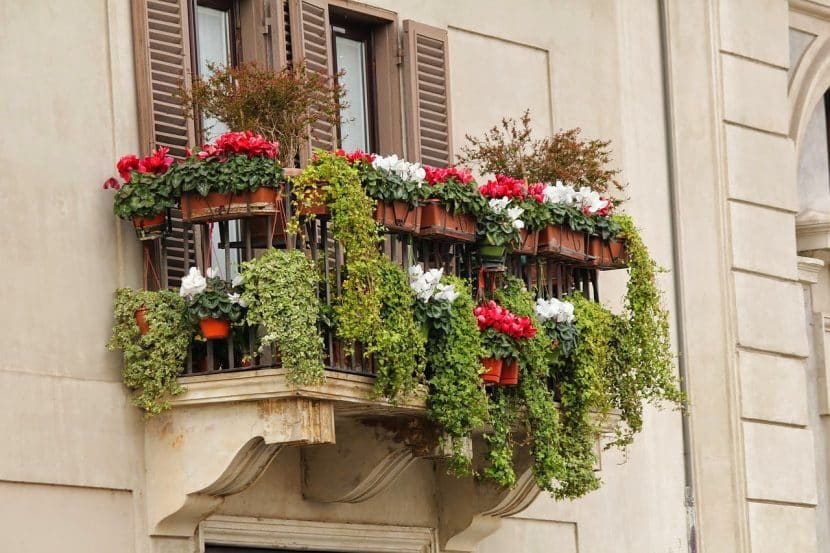 plantas-en-balcon