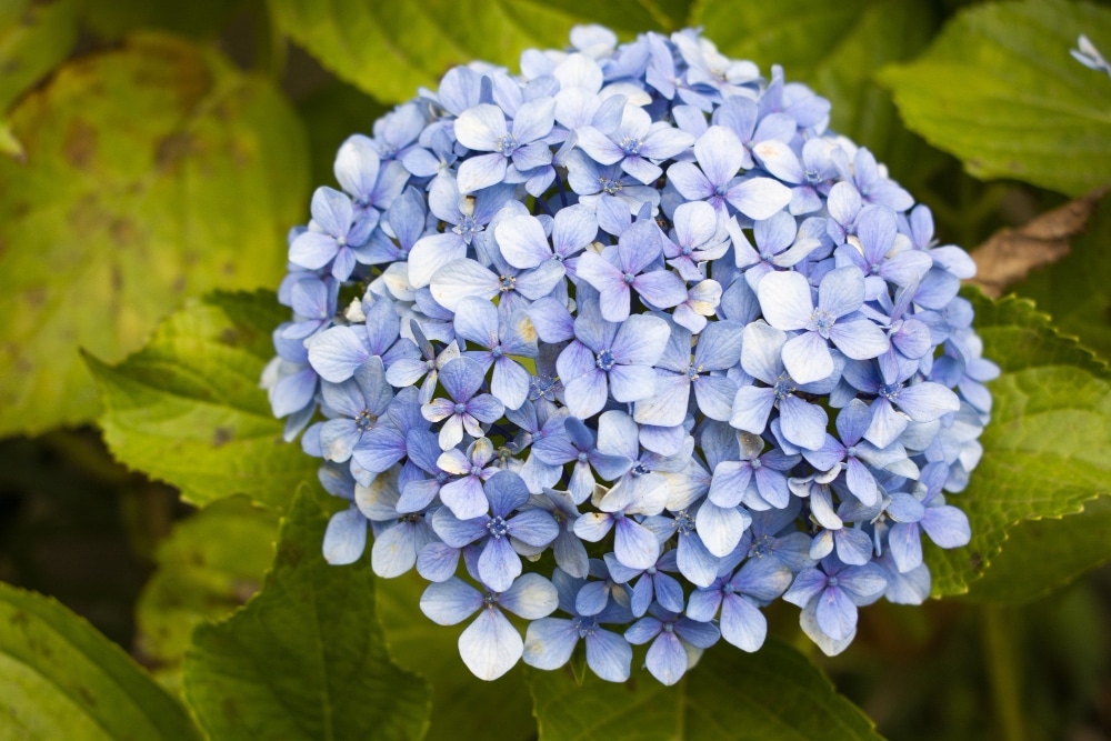 Las 5 flores más bonitas para regalar - El invernadero creativo